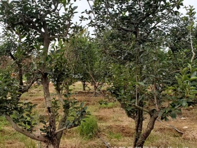 苗圃柿子树 日本甜柿树柿子树嫁接柿子树规格齐全成活率高图5