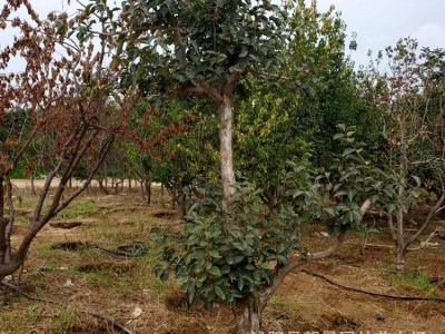 苗圃柿子树 日本甜柿树柿子树嫁接柿子树规格齐全成活率高图4