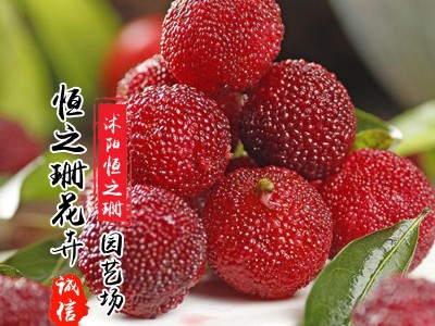 杨梅苗果树南方地栽北方种植杨梅树树苗当年结果图4