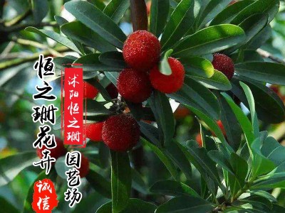 杨梅苗果树南方地栽北方种植杨梅树树苗当年结果图2