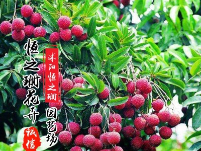 杨梅苗果树南方地栽北方种植杨梅树树苗当年结果图3