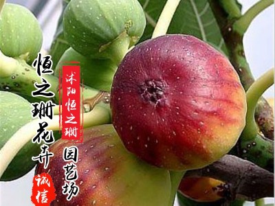 基地直发无花果树苗南方北方种植波姬红无花果苗规格齐全当年挂果图2