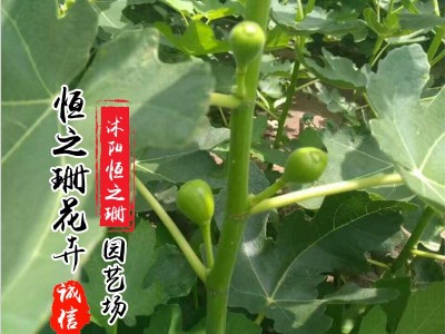 基地直发无花果树苗南方北方种植波姬红无花果苗规格齐全当年挂果图3