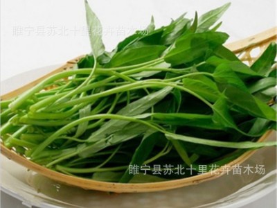 直销空心菜种子 小葫芦种子 西葫芦种子 大葫芦种子 品质保证图3