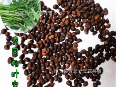 直销空心菜种子 小葫芦种子 西葫芦种子 大葫芦种子 品质保证图4