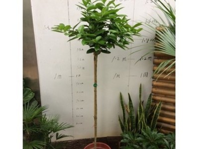 柠檬树苗四季香水柠檬树苗圆柠檬西柠本地柠檬嫁接苗盆栽地栽图5