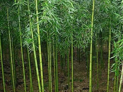 供应庭院种植竹子苗 刚竹苗 四季常青竹子小苗 刚竹小苗图4