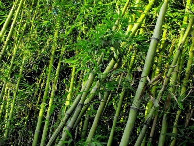 供应庭院种植竹子苗 刚竹苗 四季常青竹子小苗 刚竹小苗图3