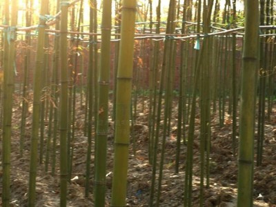 供应庭院种植竹子苗 刚竹苗 四季常青竹子小苗 刚竹小苗图5
