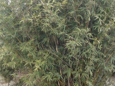 批发竹子小苗 慈孝竹子苗 孝顺竹苗 庭院种植绿化苗木竹子苗图4