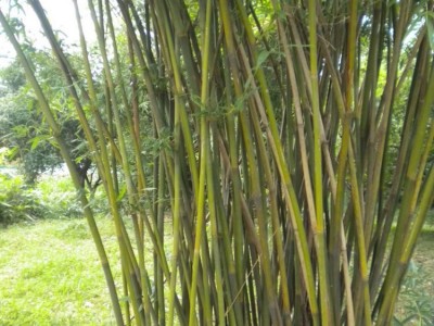 批发竹子小苗 慈孝竹子苗 孝顺竹苗 庭院种植绿化苗木竹子苗图3