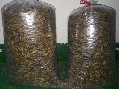 大麦虫干品 黄粉虫干 金黄色5-6CM塑料袋密封包装 龟鸟鱼宠物饲料图1