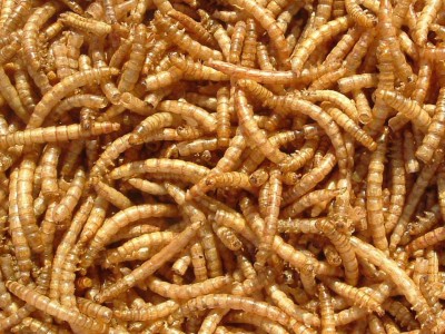 大麦虫干品 黄粉虫干 金黄色5-6CM塑料袋密封包装 龟鸟鱼宠物饲料图3