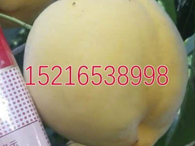 嫁接桃树苗 锦绣黄桃苗 黄金蜜4号桃树苗 黄桃树苗蟠桃黄毛桃果苗图2