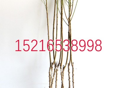 嫁接桃树苗 锦绣黄桃苗 黄金蜜4号桃树苗 黄桃树苗蟠桃黄毛桃果苗图4