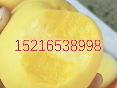 嫁接桃树苗 锦绣黄桃苗 黄金蜜4号桃树苗 黄桃树苗蟠桃黄毛桃果苗图3