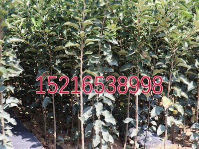 新疆冰糖心苹果苗 嫁接苹果树苗 糖心红富士苹果 果树苗木图2