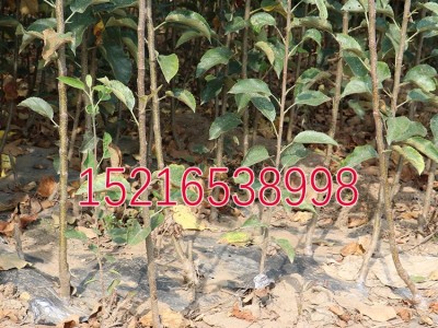 新疆冰糖心苹果苗 嫁接苹果树苗 糖心红富士苹果 果树苗木图3