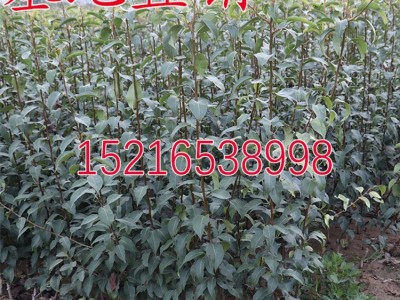 翠冠梨树苗 翠冠梨苗 嫁接梨苗 82梨树苗 蜜梨苗南北方种植果树苗图2