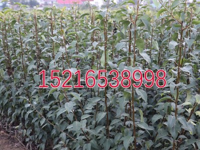 翠冠梨树苗 翠冠梨苗 嫁接梨苗 82梨树苗 蜜梨苗南北方种植果树苗图3