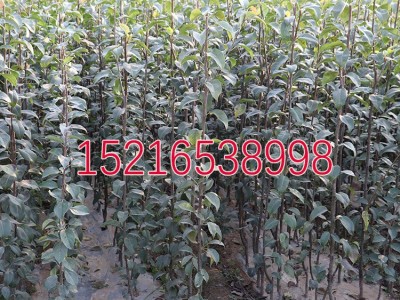 翠冠梨树苗 翠冠梨苗 嫁接梨苗 82梨树苗 蜜梨苗南北方种植果树苗图4