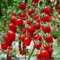 四季播种樱桃番茄种子圣女果小番茄 阳台盆栽西红柿蔬菜水果种子