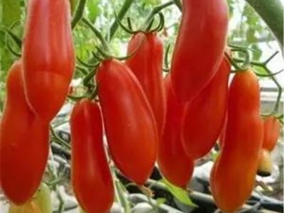 四季播种樱桃番茄种子圣女果小番茄 阳台盆栽西红柿蔬菜水果种子图4