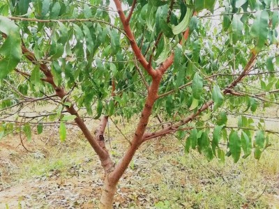 批发桃树 占地桃树 桃子树 桃苗大桃树 毛桃树桩大红桃 园林果树图1