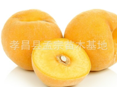 批发桃树 占地桃树 桃子树 桃苗大桃树 毛桃树桩大红桃 园林果树图5