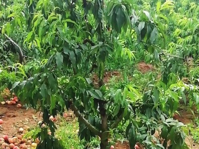 批发桃树 占地桃树 桃子树 桃苗大桃树 毛桃树桩大红桃 园林果树图4