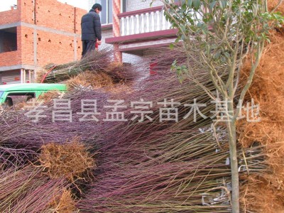 批发桃树 占地桃树 桃子树 桃苗大桃树 毛桃树桩大红桃 园林果树图2