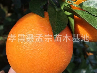 赣南脐橙苗树苗江西赣南脐橙树苗盆栽橙子苗 纽荷尔脐橙 园林果树图2