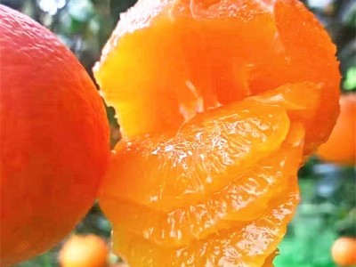 赣南脐橙苗树苗江西赣南脐橙树苗盆栽橙子苗 纽荷尔脐橙 园林果树图1