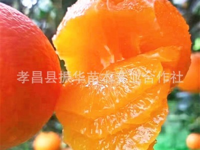 果树苗橙子树苗 血橙红肉脐橙 红心脐橙红肉赣南脐橙橙子苗盆地栽图2