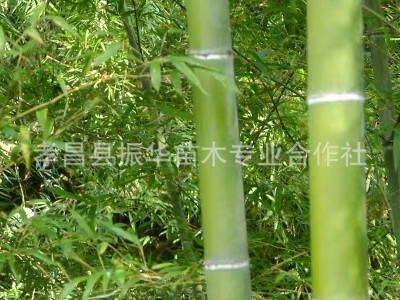 紫竹苗青竹苗刚竹树苗桂竹树苗 庭院围墙 竹子树苗 装饰 观赏围墙图4