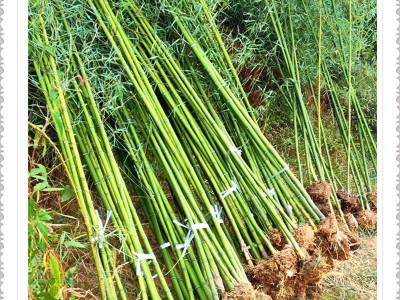 紫竹苗青竹苗刚竹树苗桂竹树苗 庭院围墙 竹子树苗 装饰 观赏围墙图5