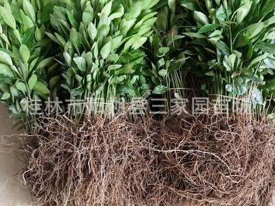 香橙苗 四川小叶软枝香橙苗 资阳软枝香橙实生苗 沃柑砧木苗图2