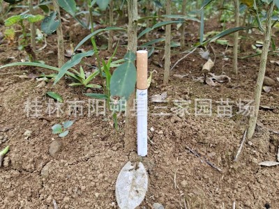 香橙苗 四川小叶软枝香橙苗 资阳软枝香橙实生苗 沃柑砧木苗图3