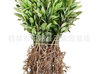 香橙苗 四川小叶软枝香橙苗 资阳软枝香橙实生苗 沃柑砧木苗图4