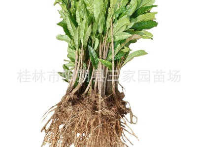 广西杨梅苗杨梅实生苗杨梅小苗杨梅树苗砧木杨梅树芽苗量大优惠图5