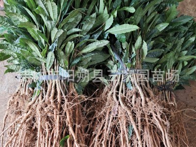 广西杨梅苗杨梅实生苗杨梅小苗杨梅树苗砧木杨梅树芽苗量大优惠图2