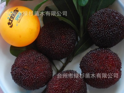 批发裸根嫁接三年乒乓球东魁杨梅苗.东方明珠，科技杨梅种苗图2