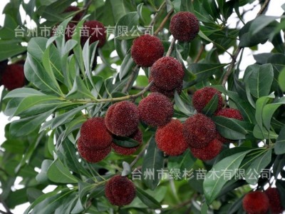 批发裸根嫁接三年乒乓球东魁杨梅苗.东方明珠，科技杨梅种苗图4