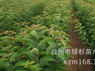 批发嫁接南方中国红妃樱桃苗 朱红樱桃苗 巴丹早红樱桃果树苗图2