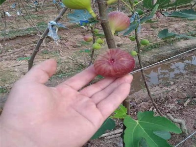 南充百万株1米波姬红无花果苗 四川产量高波姬红无花果树苗图2