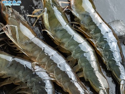 青岛大青虾批发 草虾对虾整箱冷冻水产品批发 商超烧烤冷冻大青虾图3