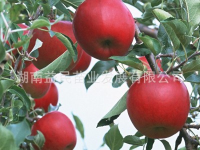可盆栽地载果树苗 南方嫁接新品种 巨森苹果树小苗 苹果树小苗图3