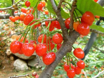 南方果树果苗批发金州樱桃苗樱桃树苗园林果树苗基地图4