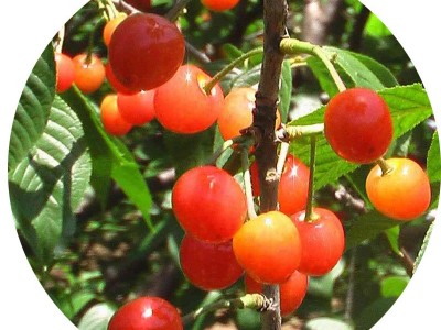 南方果树果苗批发金州樱桃苗樱桃树苗园林果树苗基地图5