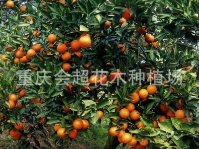 大量批发沃柑苗塔罗科血橙苗 枸橘苗柑橘砧木 柑桔苗图3
